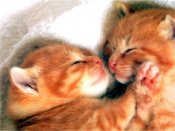 tro mimi..mimi...mignooonnnn