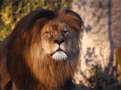 C le roi de la savane mé C ossi mon signe astrologike