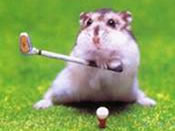 Mon animal